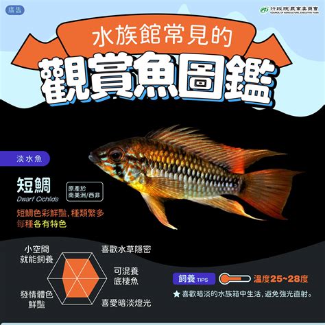 大型觀賞魚圖鑑|台灣淡水魚類列表